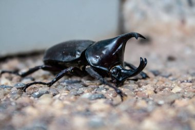 Boynuzlu Herkül Böceği