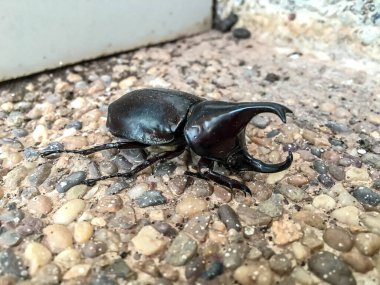 Boynuzlu Herkül Böceği