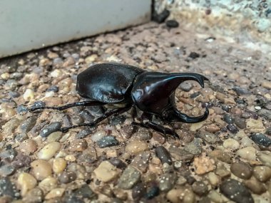 Boynuzlu Herkül Böceği