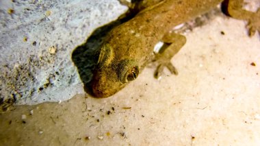 Mutfağımda yaşayan minik kertenkele..