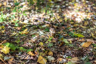 High Park 'ın orman zemininde bir sincap oynuyor.