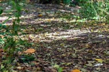 High Park 'ın orman zemininde bir sincap oynuyor.