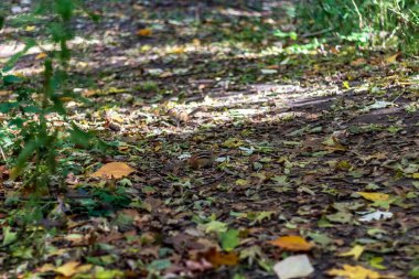 High Park 'ın orman zemininde bir sincap oynuyor.