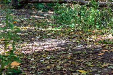 High Park 'ın orman zemininde bir sincap oynuyor.