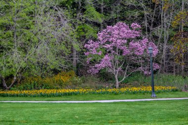 Park Yolu Ayarlama Günü