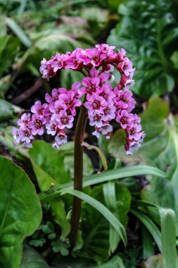 Minik Mor Çiçek Başlıkları