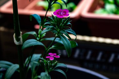 Küçük pembe ve mor çiçekleri yakın çekim yeşil renkte yetişiyor.