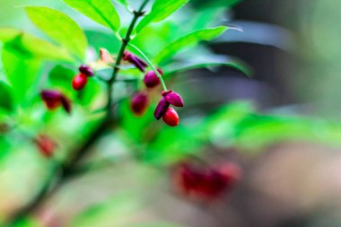 Yeşil yapraktan sarkan kırmızı dutlar güneşli bir dalda 