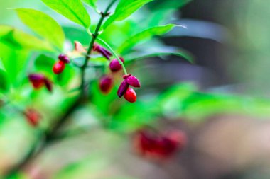 Yeşil yapraktan sarkan kırmızı dutlar güneşli bir dalda 
