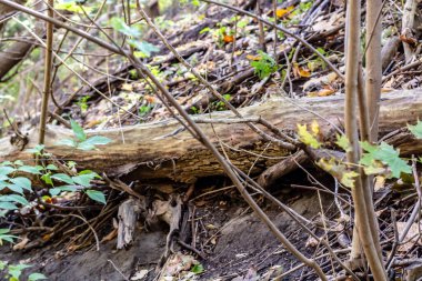 High Park 'ın orman tabanındaki çürüyen dallara ve ormanlara yakın..