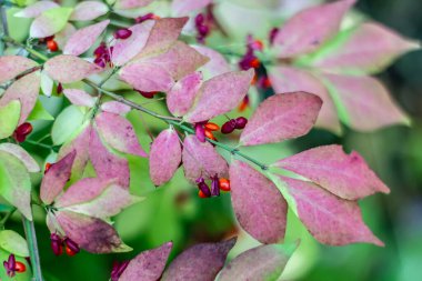Yüksek Park 'ın sık ormanlarında pembe yapraklı çalılıklarda yetişen kutsal meyveler.