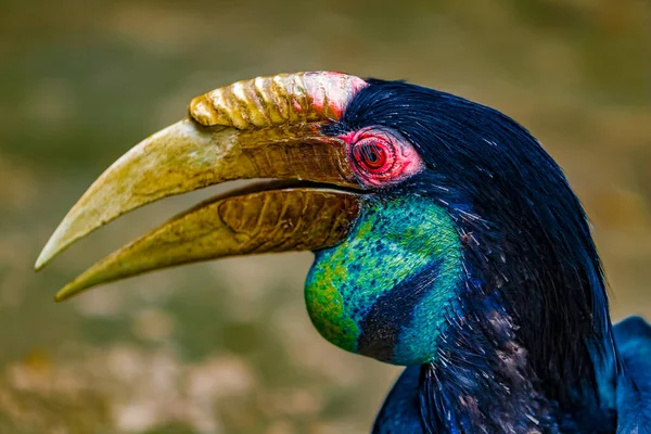 Regardant Dans Œil Oiseau Tropical Thaïlande Gros Plan Côté Gauche — Photo