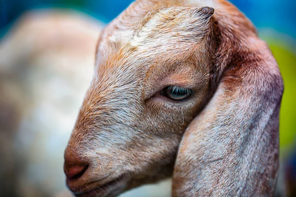 Close up de uma cabeça de cabras brancas . — Fotografia de Stock
