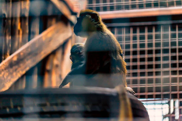 Un mono bebé se aferra a su madre dentro de una jaula . — Foto de Stock