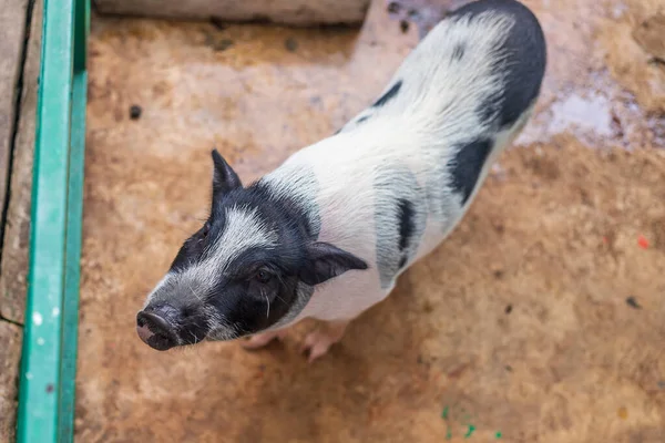 Mirando Hacia Abajo Pequeño Cerdo Cubierto Mayoría Pelo Blanco Sus — Foto de Stock