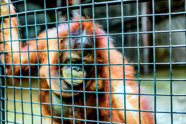 A sad looking monke\y in its cage.