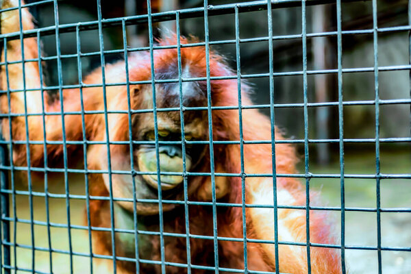 Печально выглядящий монах в клетке.