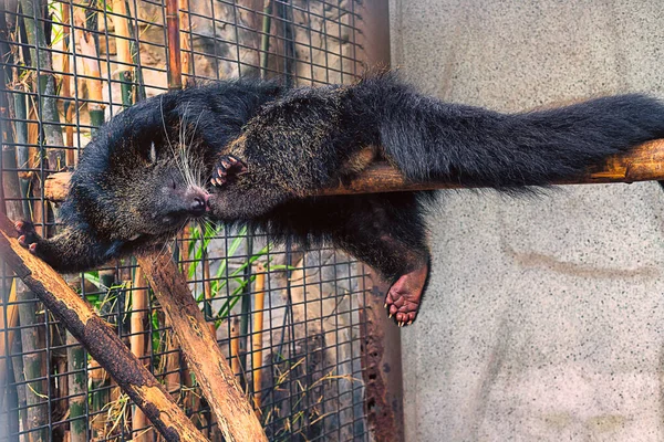 Un gatto orso pulisce i suoi quarti posteriori su un ramo . — Foto Stock