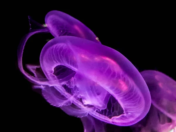 Яркая светящаяся медуза — стоковое фото