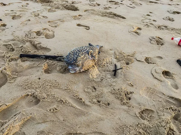 Döda Baby Puffer Fish i Sands of Karon Beach — Stockfoto