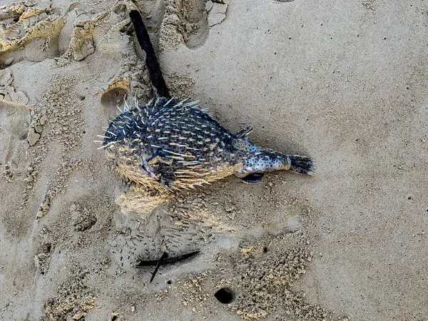 Dead Baby Puffer Fish in the Sands of Karon Beach — Stock Photo, Image