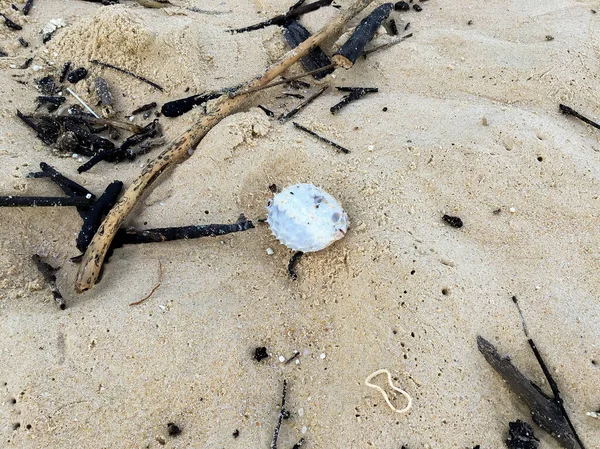 Dead Baby Puffer Fish in the Sands of Karon Beach — Stock Photo, Image