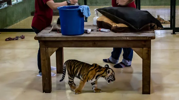 Bebek kaplan masanın altında.