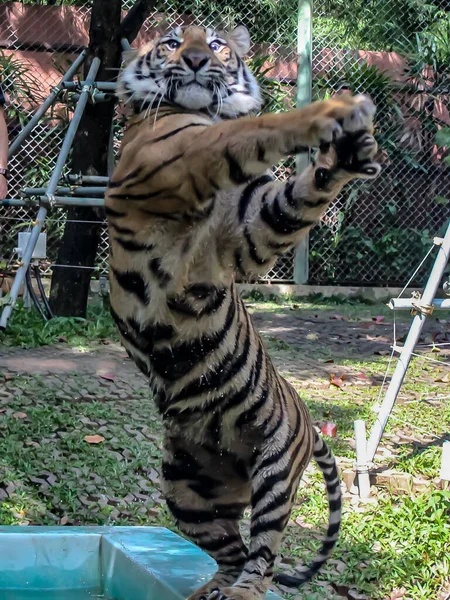 Tiger on Hind Legs Swatting its Armas