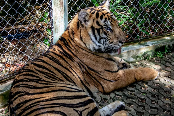 Laying Tiger Panting in Kathu Phuket Thailand