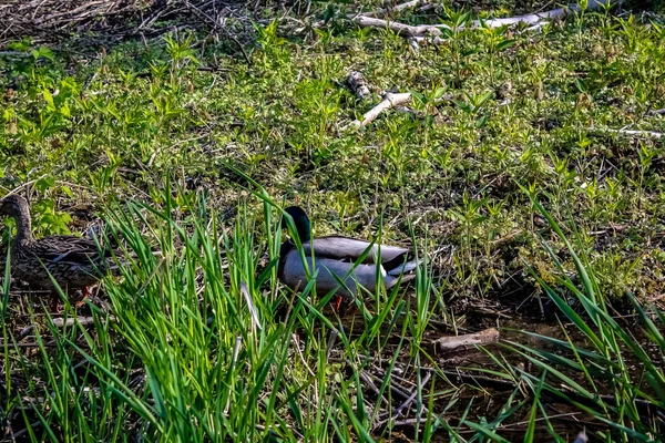 在一个阳光灿烂的日子里，一对交配的鸭子在安大略的沼泽地里. — 图库照片