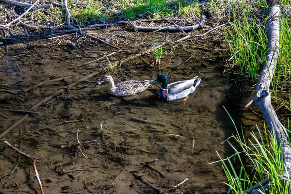 Una caza de pato macho y hembra para alimentarse en aguas pantanosas poco profundas . —  Fotos de Stock