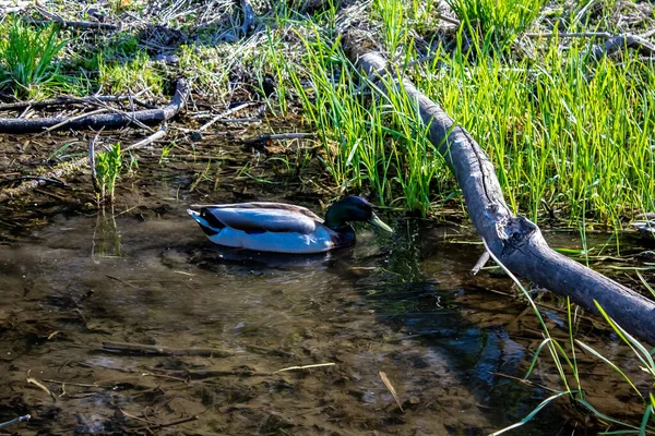 浅浅的沼泽地中，一只绿头野鸭在游动. — 图库照片
