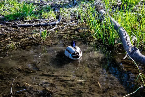 浅浅的沼泽地中，一只绿头野鸭在游动. — 图库照片