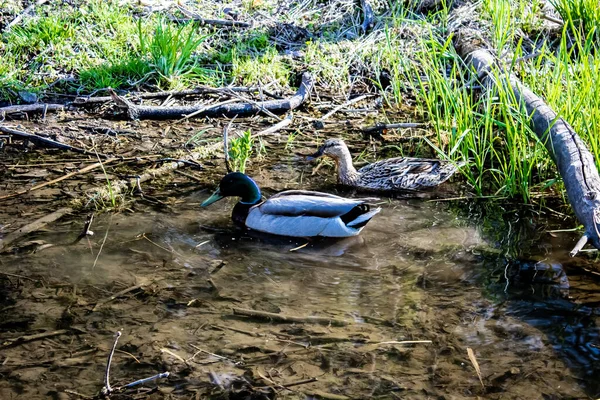 一只公鸭和一只母鸭在浅水沼泽地里觅食. — 图库照片