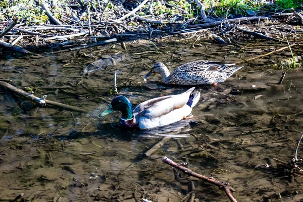 Una caza de pato macho y hembra para alimentarse en aguas pantanosas poco profundas . —  Fotos de Stock