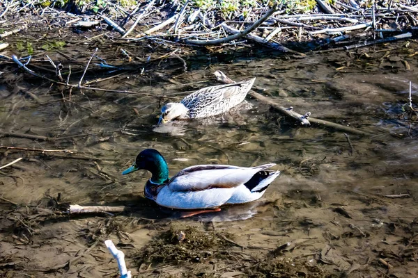 Una caza de pato macho y hembra para alimentarse en aguas pantanosas poco profundas . —  Fotos de Stock