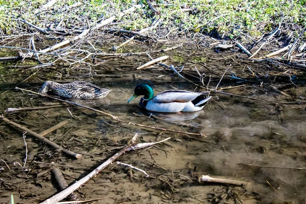 Una caza de pato macho y hembra para alimentarse en aguas pantanosas poco profundas . —  Fotos de Stock