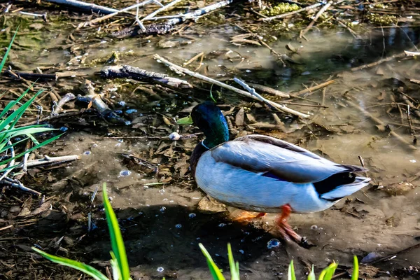 Un ánade real de cabeza verde caminando alrededor del pantano . — Foto de Stock