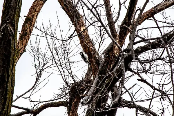 얼어붙은 나무에 앉아 있는 딱따구리. — 스톡 사진