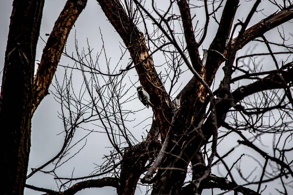 在冰冻的树上啄木鸟. — 图库照片