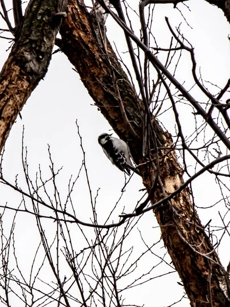 Carpintero en un árbol congelado . — Foto de Stock