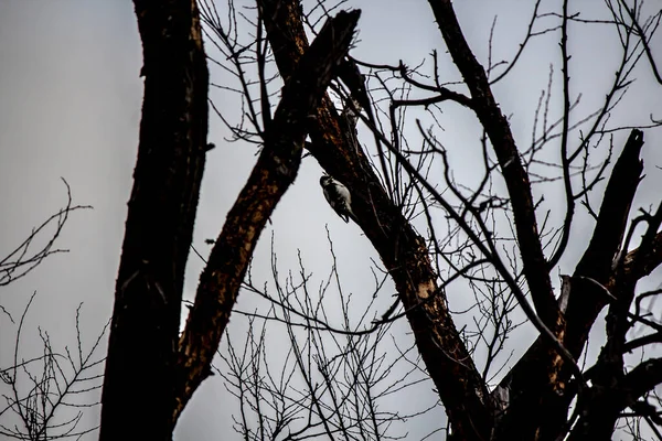 Carpintero en un árbol congelado . — Foto de Stock