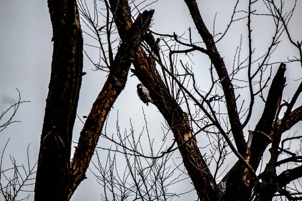 Carpintero en un árbol congelado . — Foto de Stock