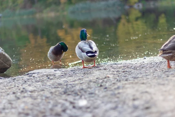 多伦多昂塔里高地公园手榴弹池海岸上的鸭子 — 图库照片