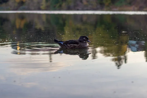 Un solo pato con alas de punta azul y pico nadando en calma w —  Fotos de Stock