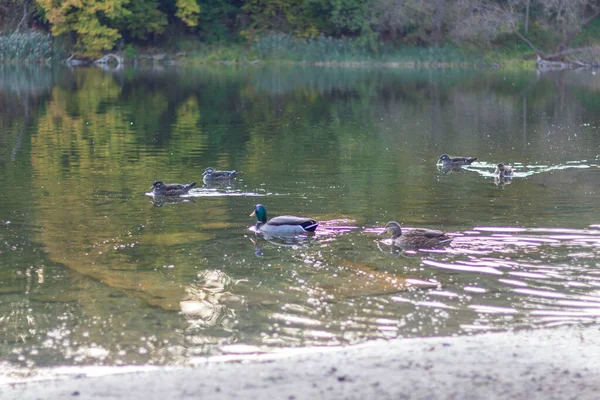 Serin bir sonbahar gününde sakin bir gölette yüzen ördekler.. — Stok fotoğraf