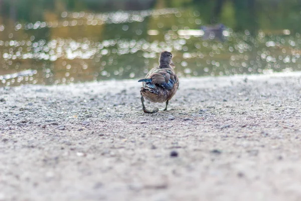 一只长着蓝色翅膀的幼鸭从凸轮上走开了 — 图库照片