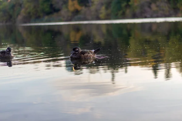 오리 2 마리가 어느 날 잔잔 한 물에서 헤엄치고 있다. — 스톡 사진