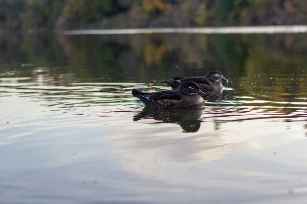 秋の日に穏やかな海で泳ぐ2羽のアヒル. — ストック写真