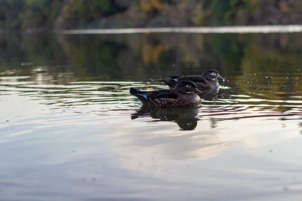 2 patos nadando en aguas tranquilas en un día de otoño . — Foto de Stock